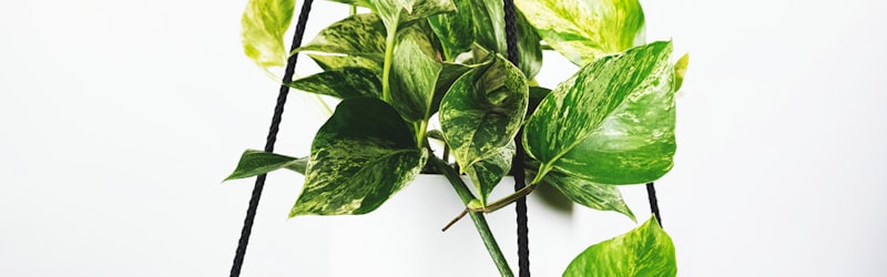 英超联赛阿森纳对阵曼联的焦点战 - 球迷欢呼场面